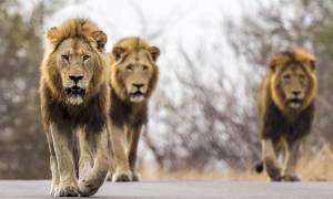 Kruger, Matobo and Falls main image - Kruger lions