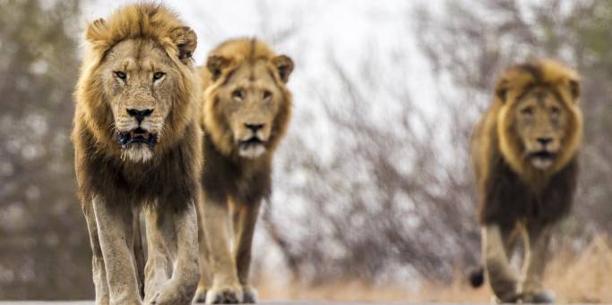 Lions in Kruger National Park | South Africa