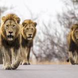 Lions in Kruger National Park | South Africa