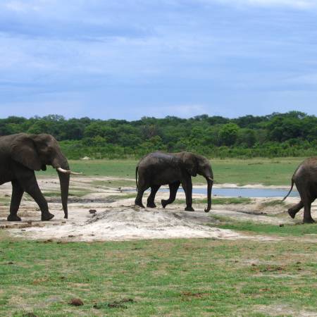 Kruger Walking Safari Main