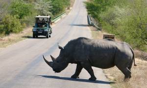 Kruger Wildlife Experience