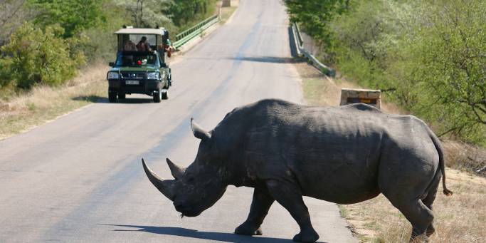 Spotting a rhino on safari in Kruger National Park | South Africa
