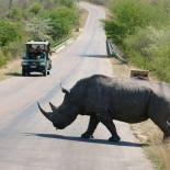 Spotting a rhino on safari in Kruger National Park | South Africa