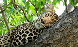 Kruger to Masai Mara main - leopard