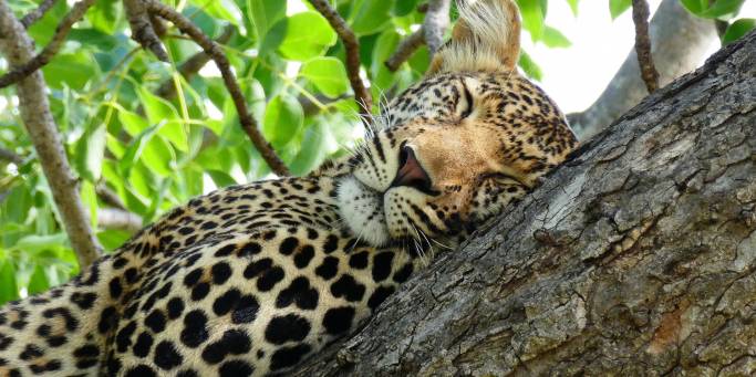 Leopard asleep in a tree | Botswana