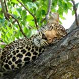 Leopard asleep in a tree | Botswana