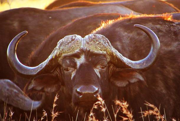 Kruger-Lodge-Safari-Itinerary-1-Lodge-And-Hotel-Safaris-Africa