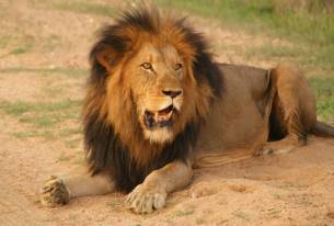 KrugerNPLionRelaxing