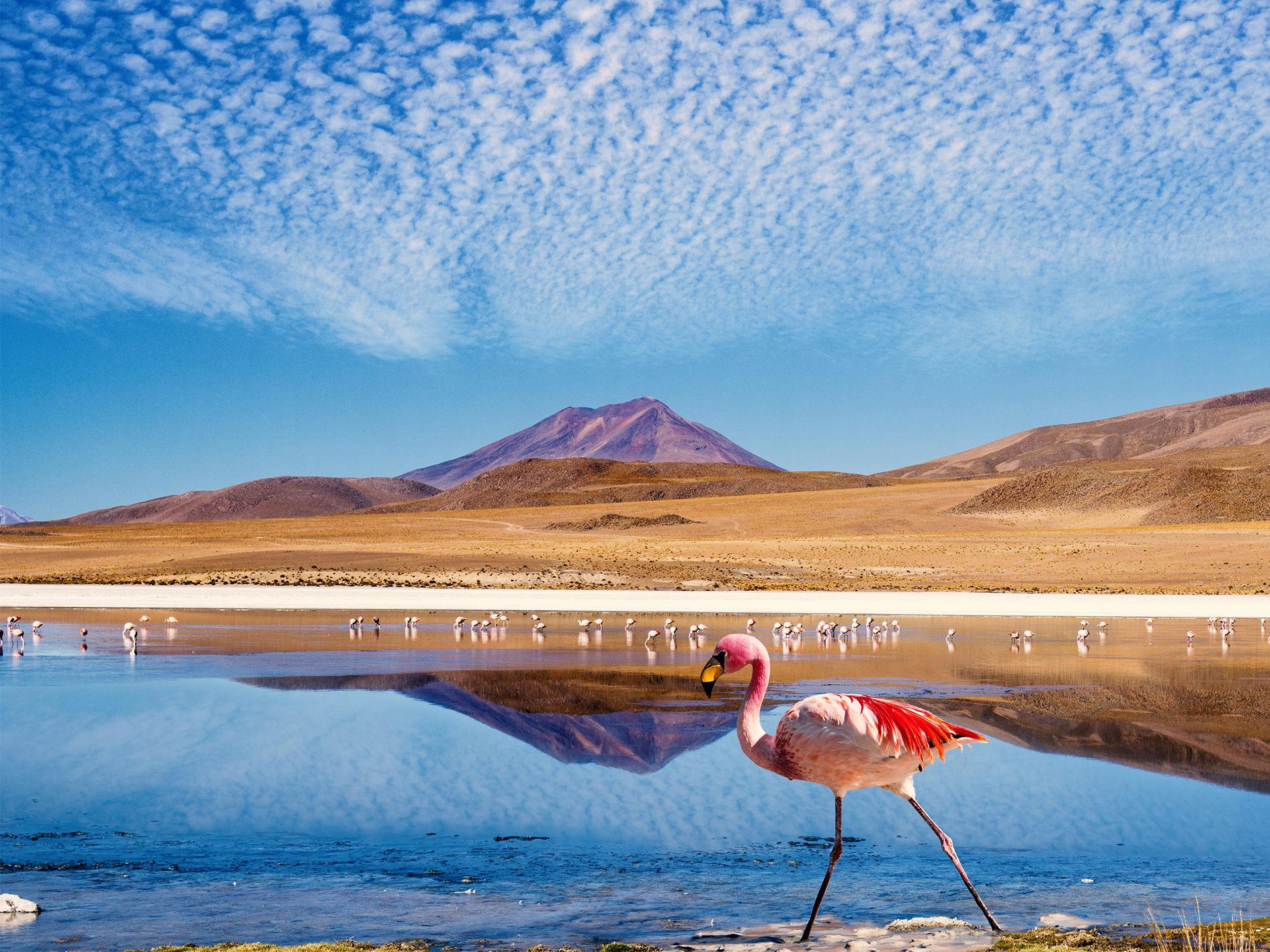 Day 7 - Laguna Colorada