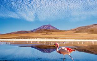 Laguna Colorada | Bolivia | South America