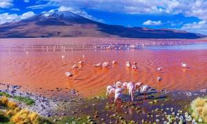 Laguna Colorada in Bolivia - On The Go Tours