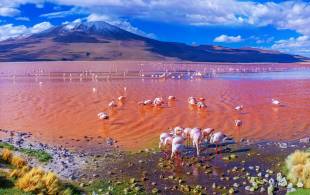 Laguna Colorada in Bolivia - On The Go Tours