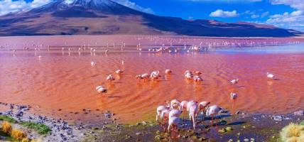 Laguna Colorada in Bolivia - On The Go Tours