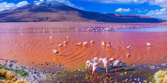 Pink flamingos in the striking Laguna Colorada | Bolivia | On The Go Tours