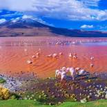 Pink flamingos in the striking Laguna Colorada | Bolivia | On The Go Tours