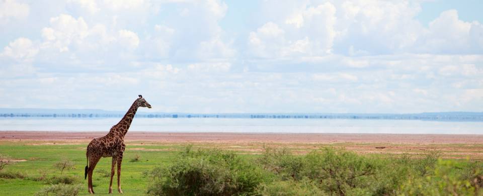 Giraffe in front of the lake at the Lake Manyara National Park