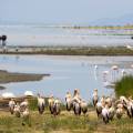 Hundreds of wildebeests on the savannah plains of Ngorongoro Crater