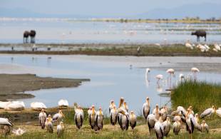 Lake Manyara National Park - Tanzania