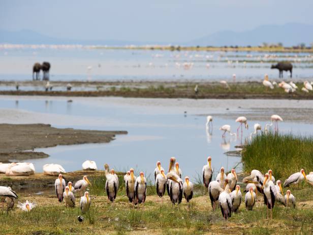 Hundreds of wildebeests on the savannah plains of Ngorongoro Crater