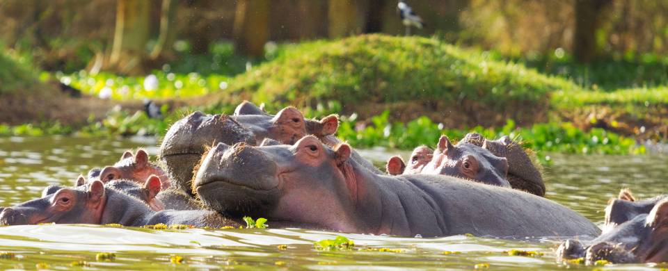 Hippos in the water at Lake Naivasha