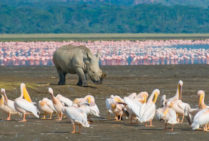Lake Nakuru Highlight - Web Ready