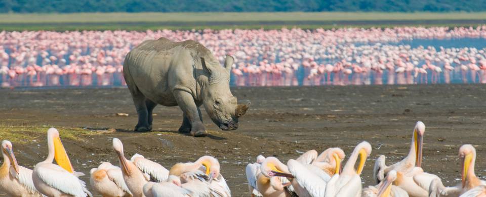 Rhino standing in front of a flock of flamingos at a water hole at Lake Nakuru