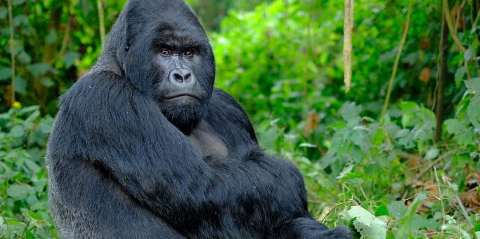 A mountain gorilla in Bwindi Impenetrable National Park | Uganda