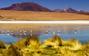 Lake of flamingos in the Atacama desert salt flats
