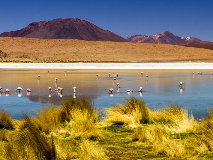 Lake of flamingos in the Atacama desert salt flats