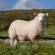 Sheep in a meadow | Ireland