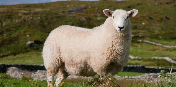 Sheep in a meadow | Ireland