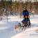 Husky sleigh ride | Lapland | Finland