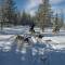 Lapland and Husky Highlights - Lapland - On The Go Tours
