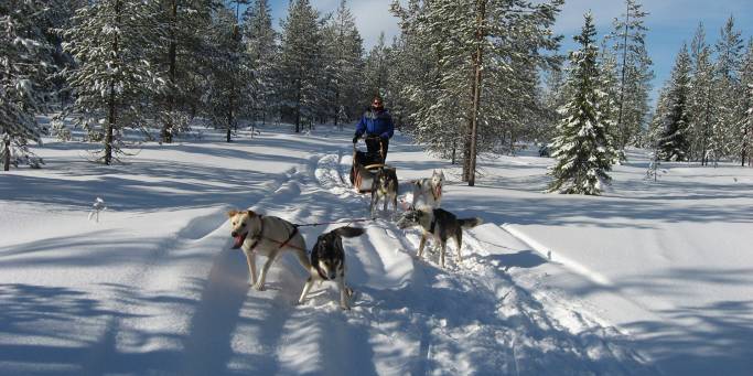 Lapland and Husky Highlights - Lapland - On The Go Tours