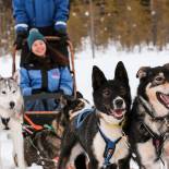A woman on a husky sleigh ride | Lapland | Finland