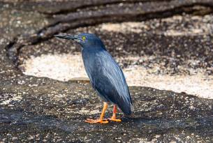 Lava heron - Galapagos Wildlife Calendar - On The Go Tours