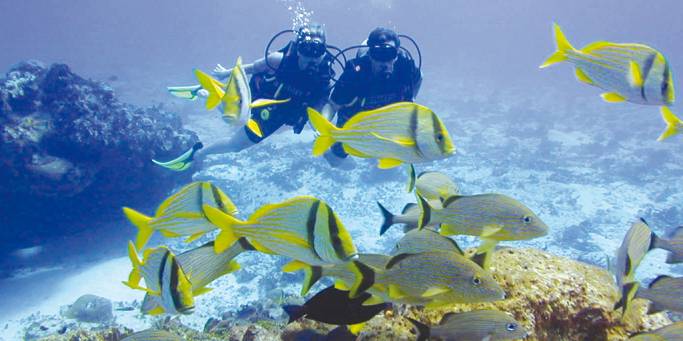 Diving in the Red Sea | Egypt