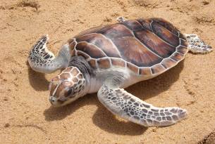 Leatherback turtle - Wildlife in Sri Lanka - On The Go Tours