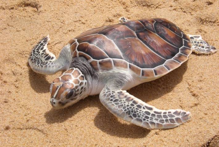 Leatherback turtle - Wildlife in Sri Lanka - On The Go Tours