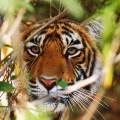 Ranthambore tiger in tree - New Web Image - On the Go Tours