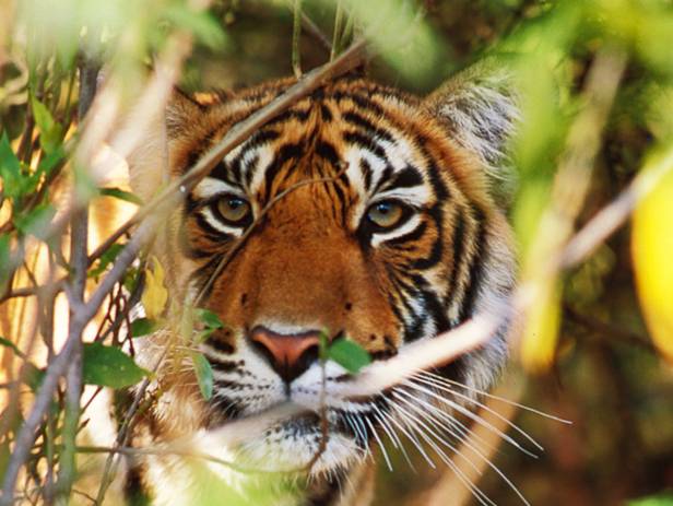 Ranthambore tiger in tree - New Web Image - On the Go Tours