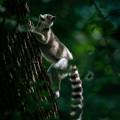 Andasibe-Mantadia National Park - Web ready highlight