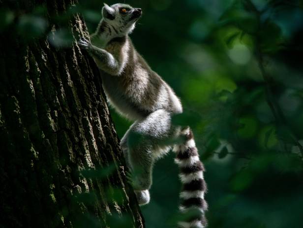 Andasibe-Mantadia National Park - Web ready highlight