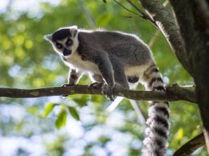 Lemur in Madagascar
