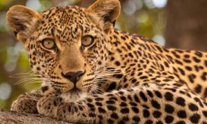 Leopard - Africa Overland Safaris - Africa Lodge Safaris - Africa Tours - On The Go Tours