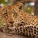 Leopard - Africa Overland Safaris - Africa Lodge Safaris - Africa Tours - On The Go Tours