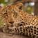 Leopard in a tree | African Safaris | Africa