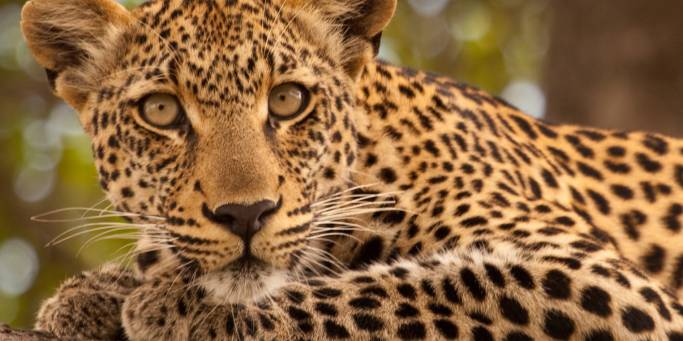 Leopard in a tree | African Safaris | Africa