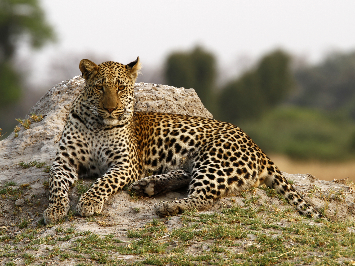 Day 3 - Chobe National Park