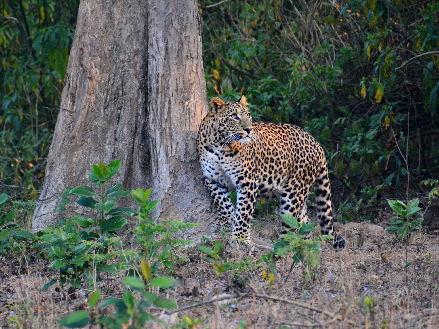 Golden Triangle & Leopards (3 Star) - 7 days
